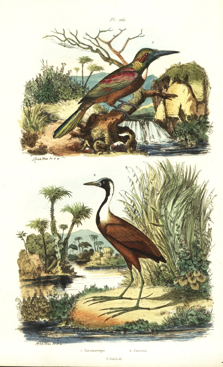 Grand jacamar, Jacamerops aureus, et jacana du Nord, Jacana spinosa - Unbekannt
