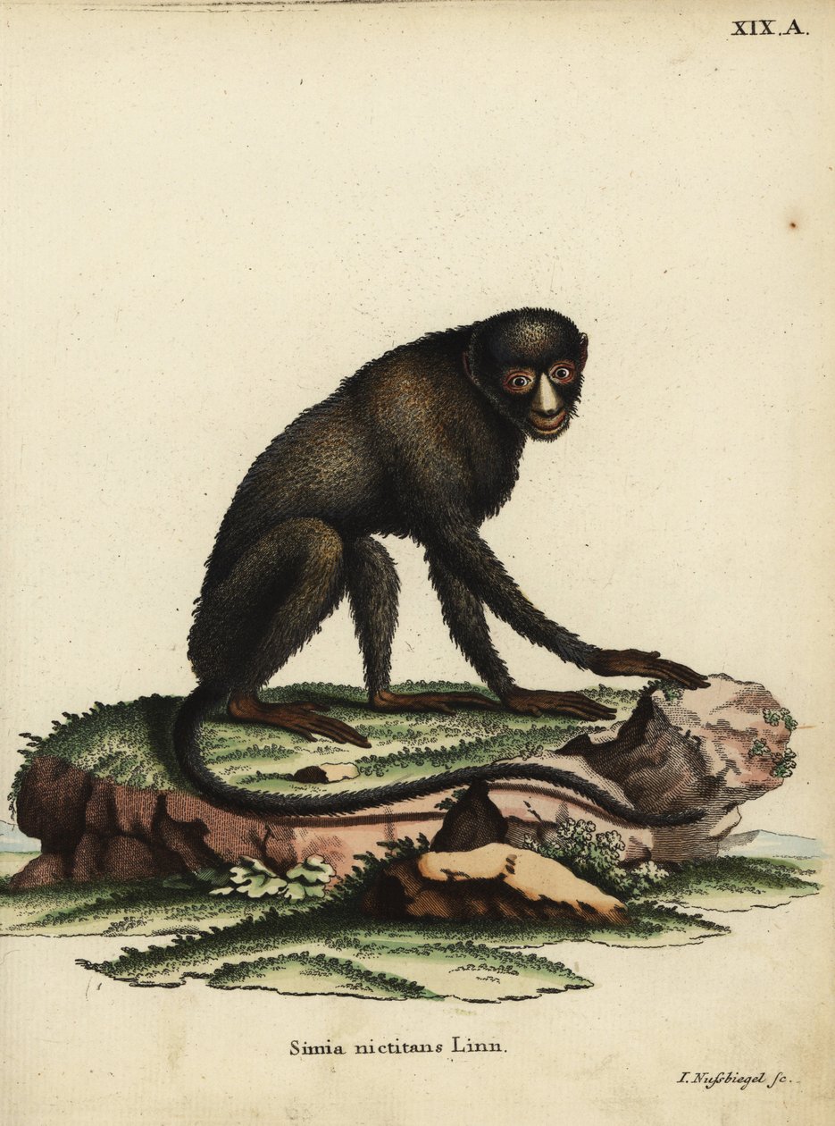 Singe à nez tacheté ou singe à nez putty. Cercopithecus nictitans. Simia Nictitans Linn. Illustration d