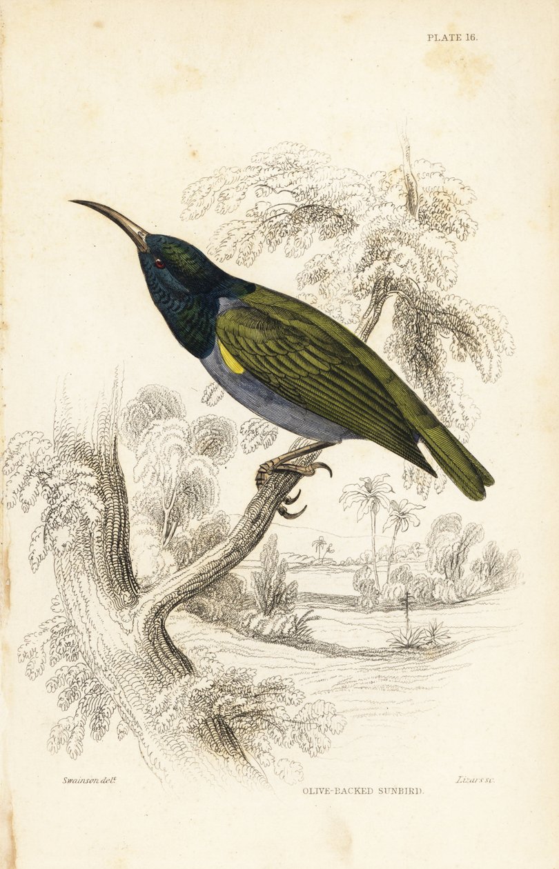 Souimanga à tête verte (Guinée inférieure), Cyanomitra verticalis cyanocephala (Souimanga à dos olive, Cinnyris chloronotus). Gravure sur acier coloriée à la main par William Lizars d