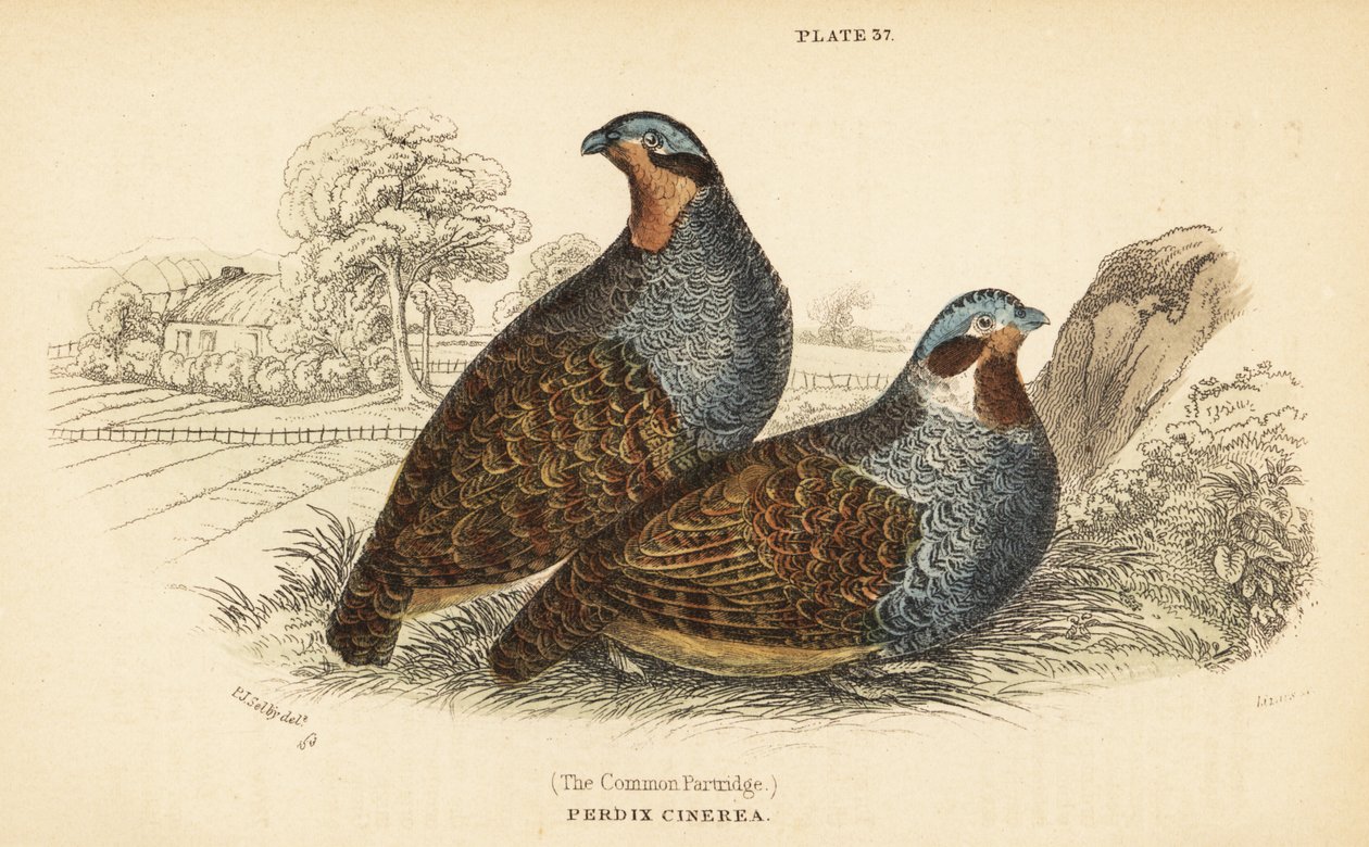 Perdrix grise, Perdix perdix. 1889 (gravure) - Unbekannter Künstler