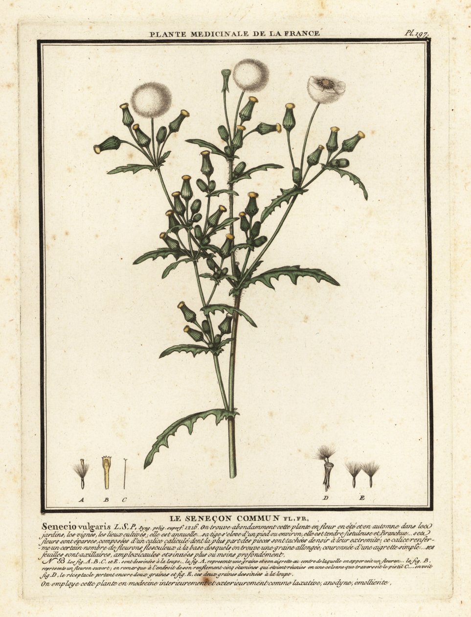 Séneçon commun, Senecio vulgaris - Unbekannter Künstler