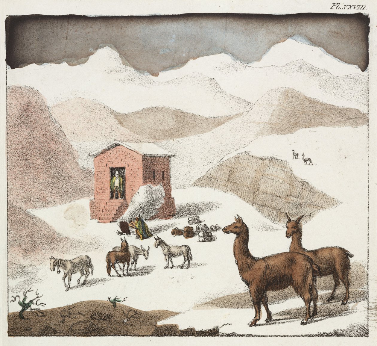 Guanacos, vallée des Cuevas, Andes, Chili - Unbekannter Künstler