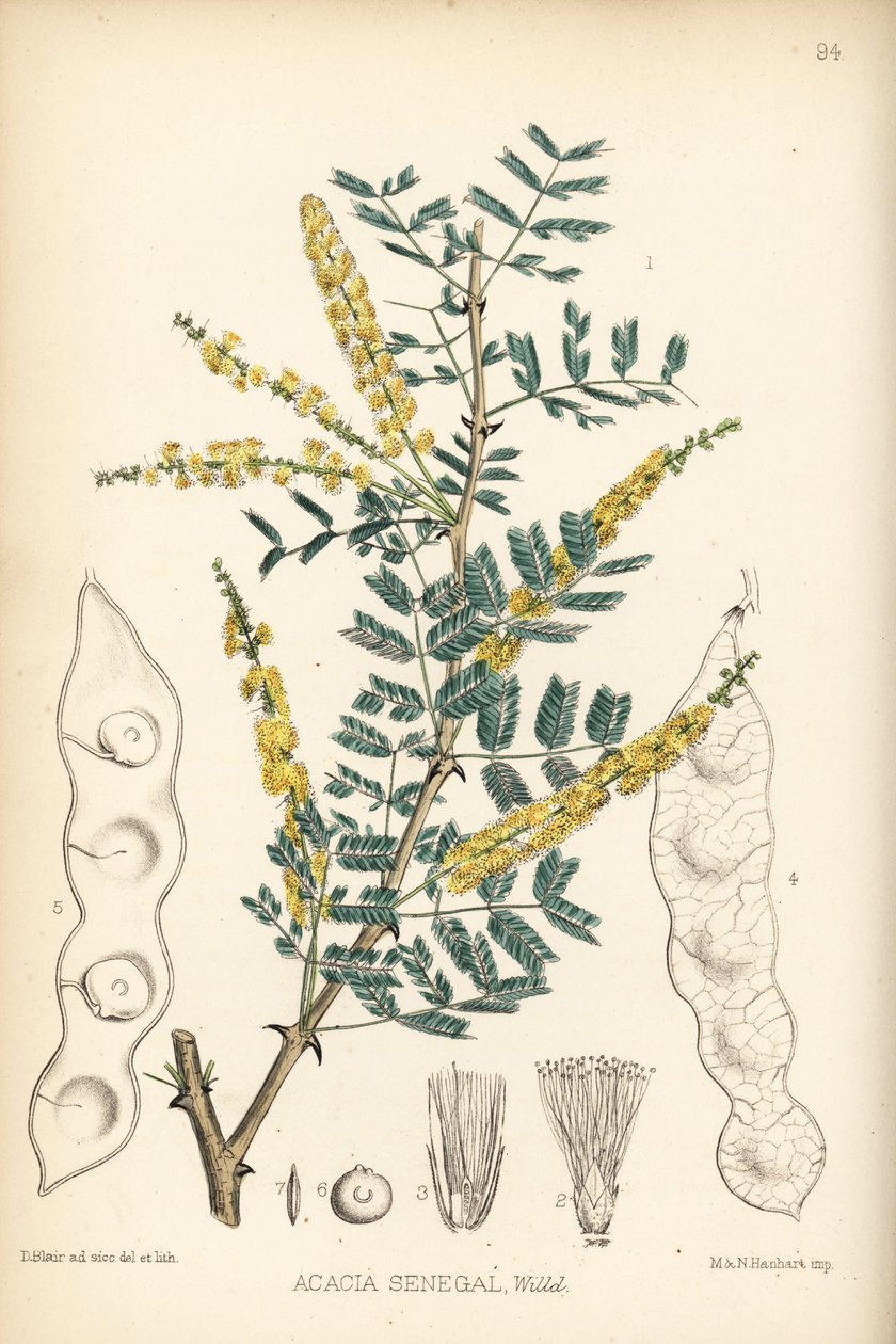Gomme arabique, gomme verek ou hashab, Acacia senegal. Lithographie coloriée à la main par Hanhart d