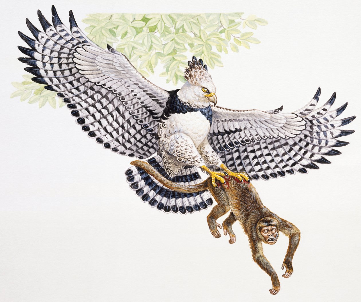 Aigle harpie, Harpia harpyja, attrape un singe capucin dans ses serres - Unbekannt