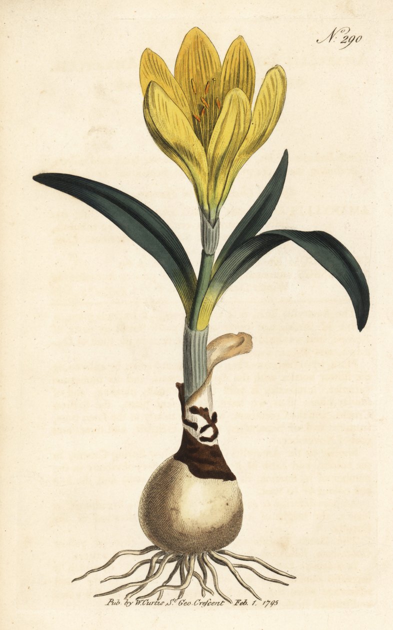 Récolteur - Narcisse d
