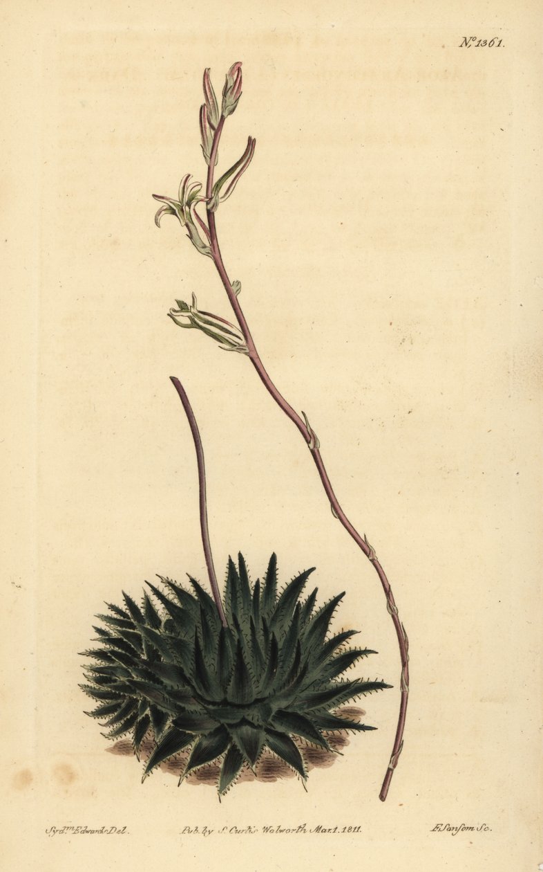 Haworthia pumila ou Tulista pumila (Aloe araignée à feuilles sombres, Aloe arachnoides pumila) - Unbekannt