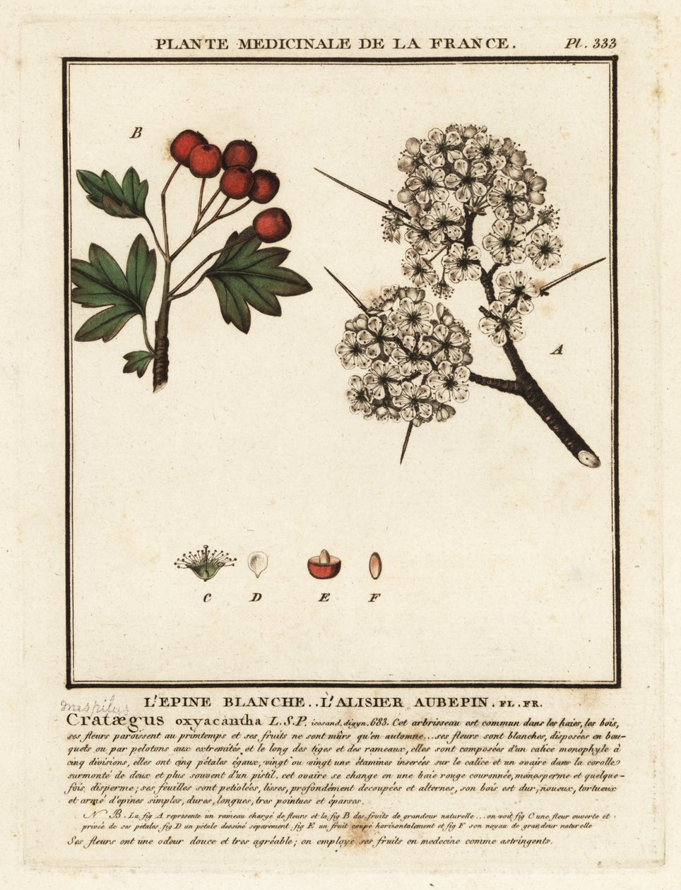 Aubépine, Crataegus rhipidophylla - Unbekannter Künstler