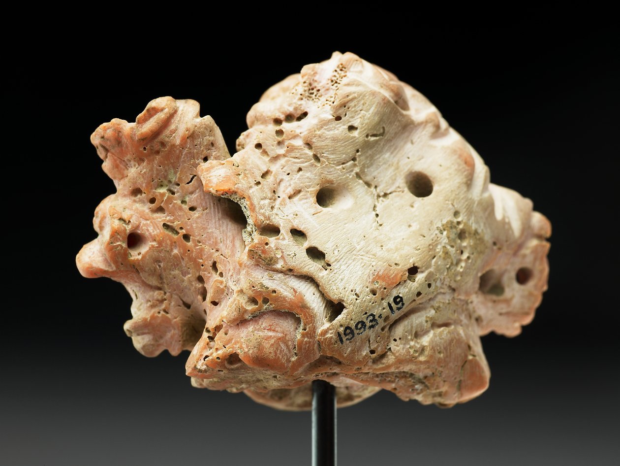 Tête de Méduse, de Bactriane ou Gandhara, IIe-Ier siècle av. J.-C. (corail rose) - Unbekannt