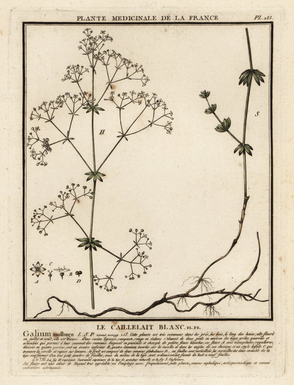 Gaillet mollugine, Galium mollugo - Unbekannter Künstler