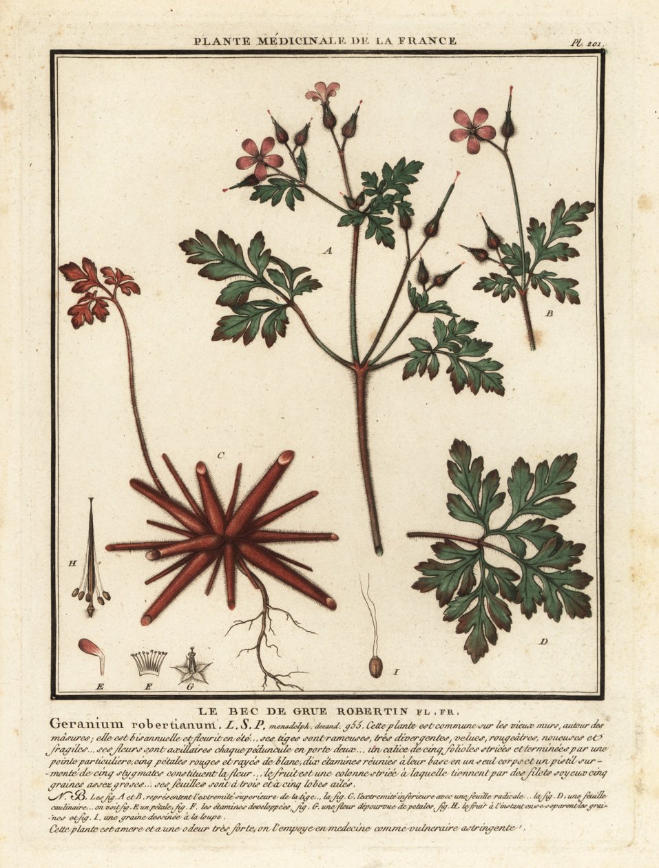 Herbe à Robert, Geranium robertianum - Unbekannter Künstler