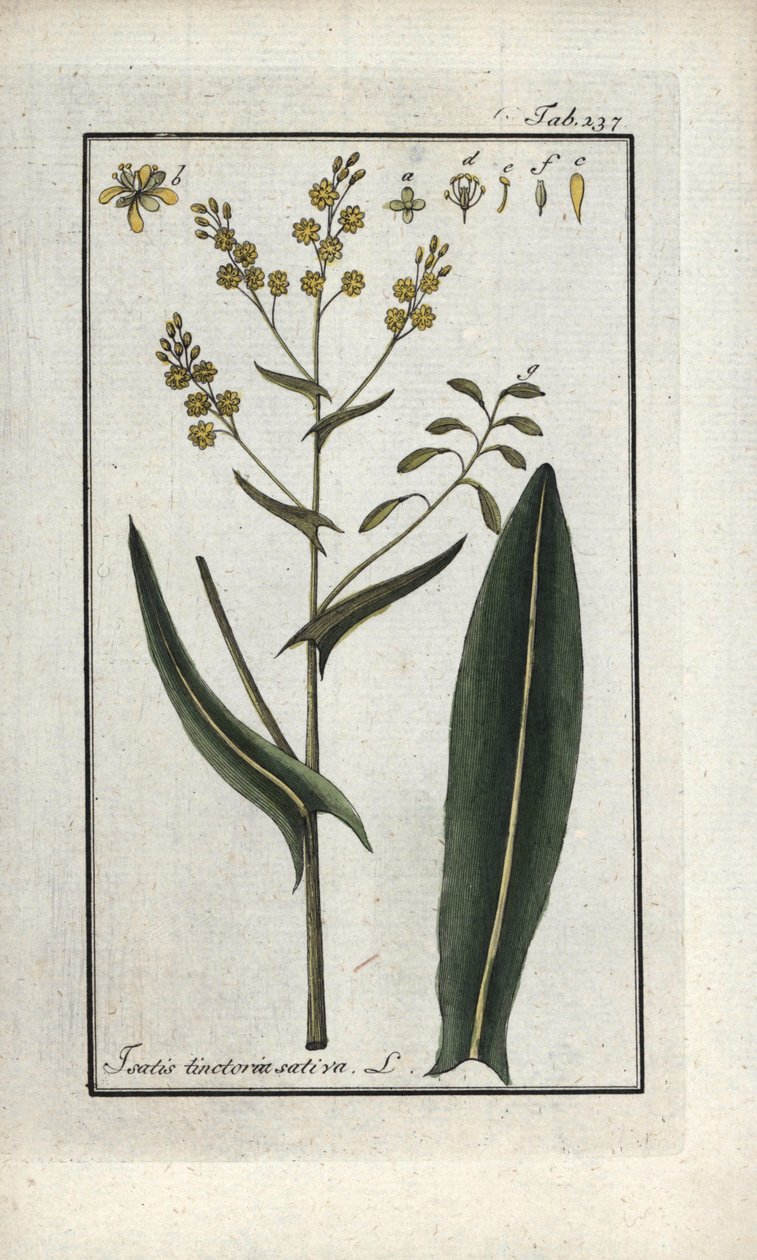 Herbe de Saint-Philippe (Isatis tinctoria sativa). Lithographie de « Afbeelding der Artseny-Gewassen » par Johannes Zorn (1739-1799), Pays-Bas - Unbekannter Künstler