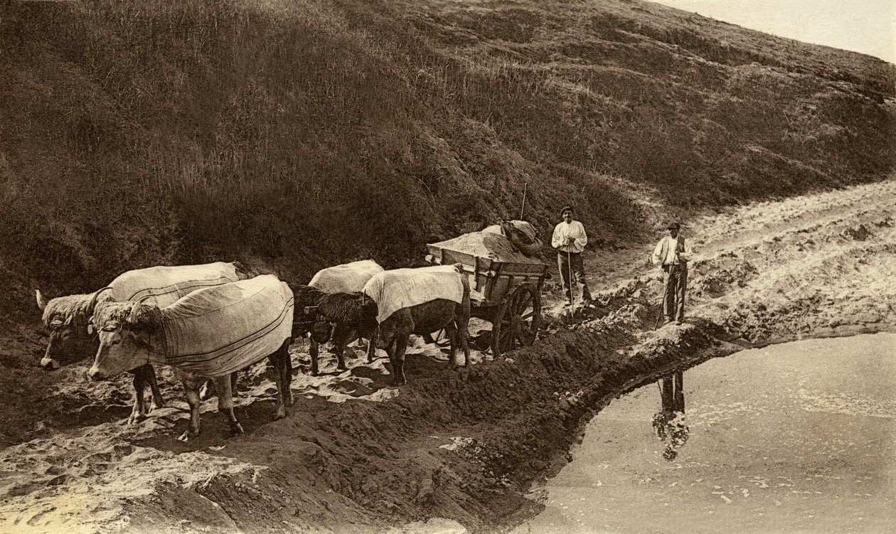 Attelage de bœufs recouvert de tissus basques, début 20ème siècle - Alec Hunter