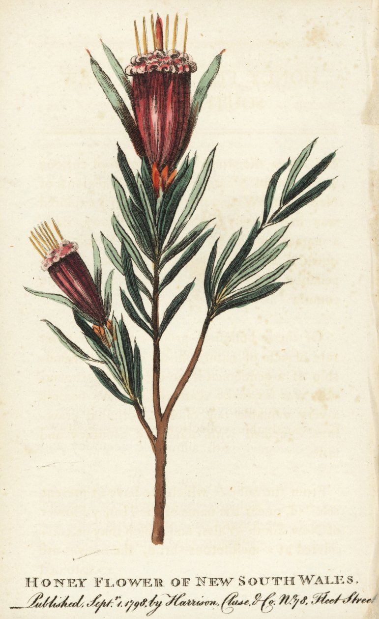 Fleur de miel de Nouvelle-Galles du Sud, Australie - Unbekannter Künstler