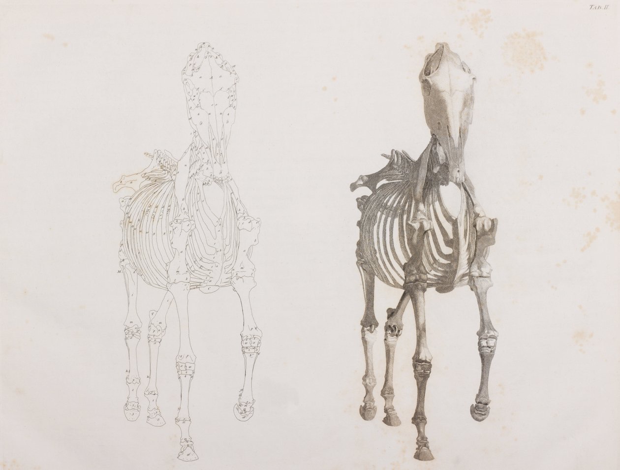 Squelette de cheval, vue de face - Unbekannt