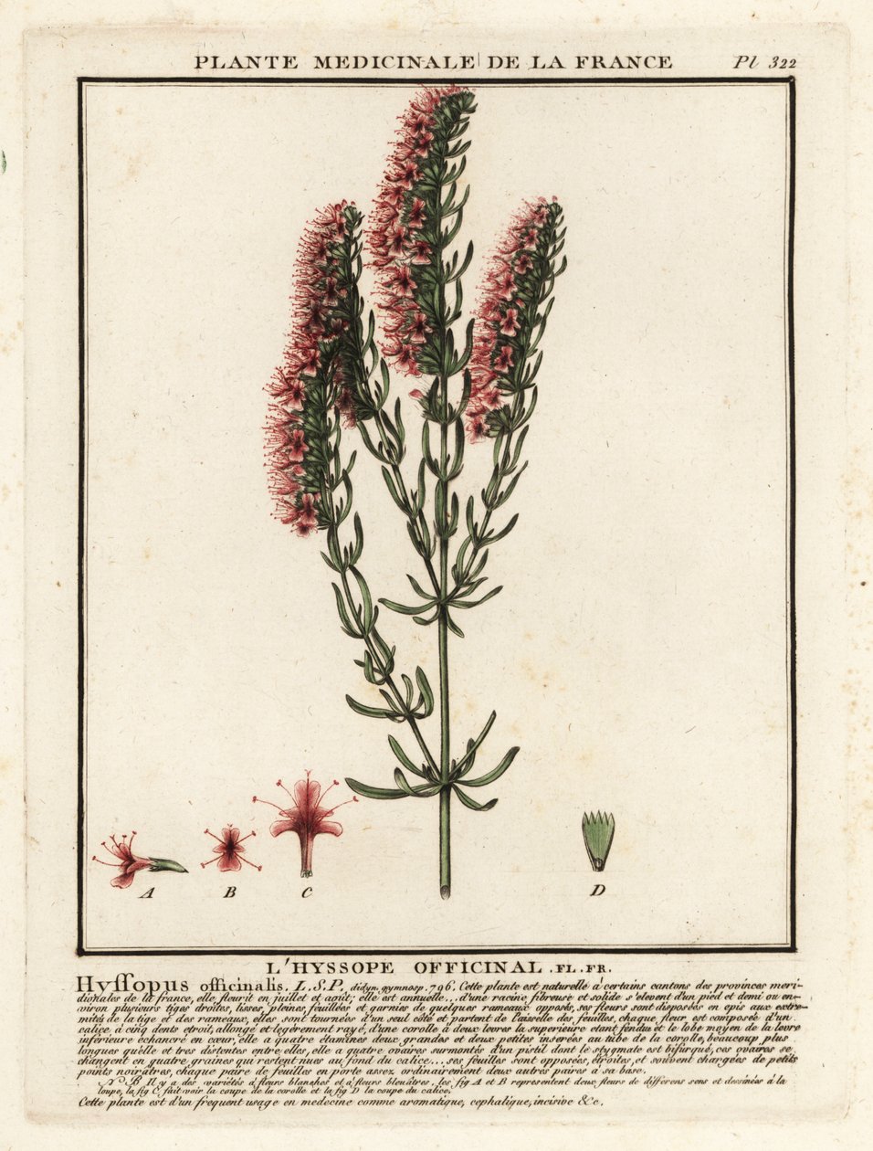 Hysope, Hyssopus officinalis - Unbekannter Künstler
