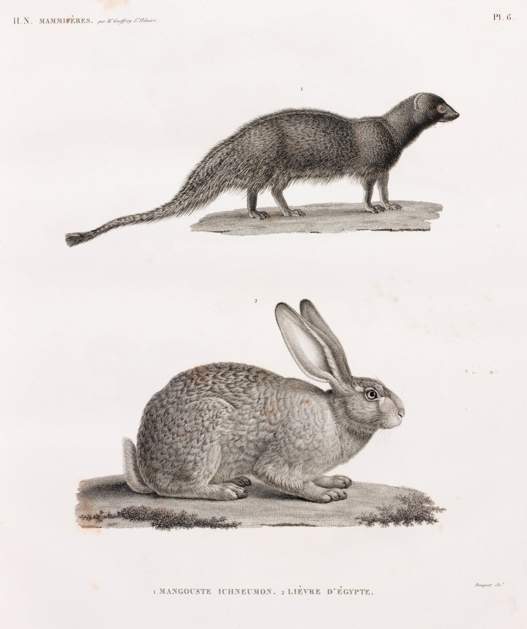 Mangouste Ichneumon et lièvre d