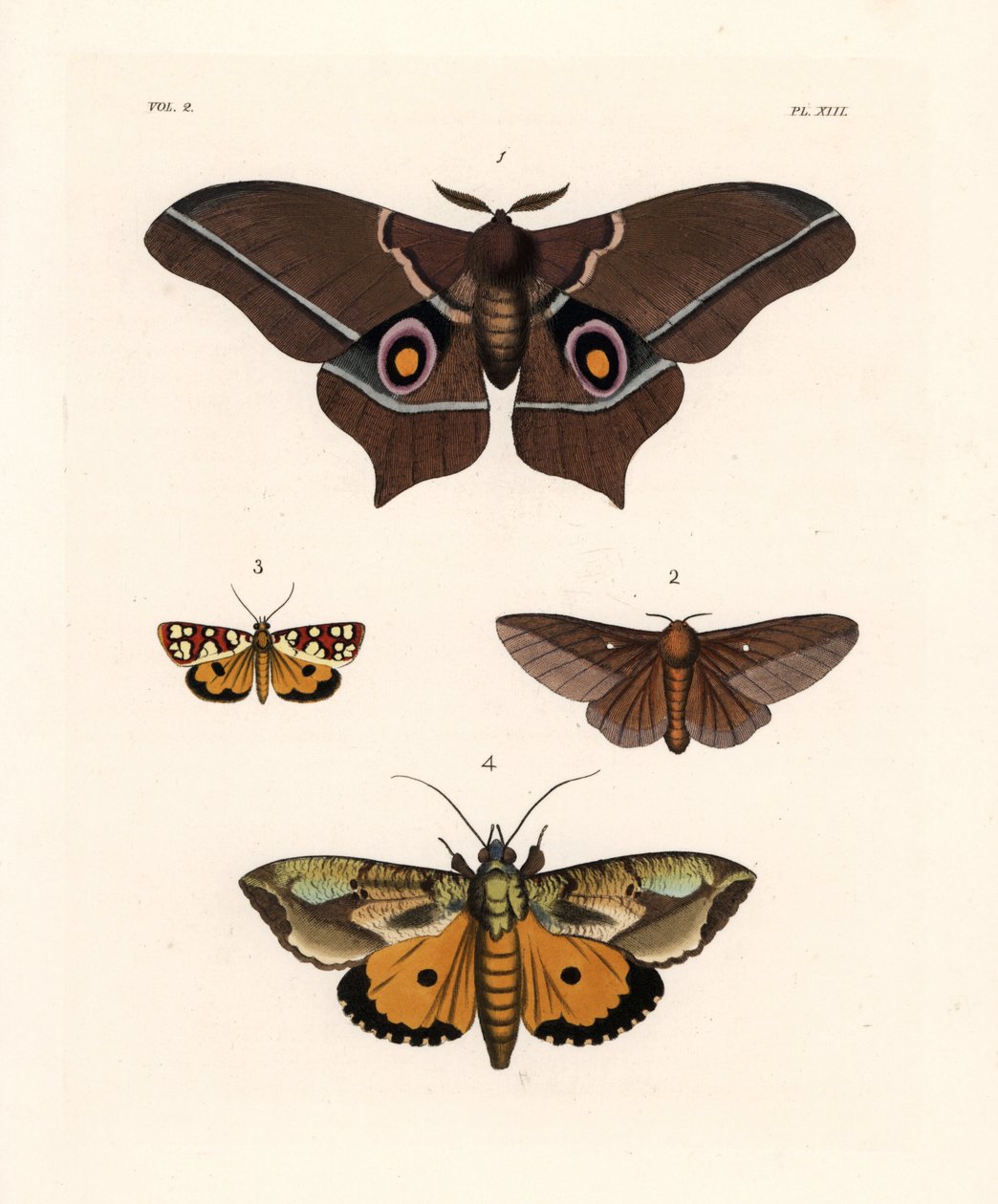 Imbrasia epimethea (Saturnia epimethea) 1, papillon de nuit à rayures roses, Anisota virginiensis (Dryocampa virginiensis) 2, Crameria aegocera (Aegocera amabilis) 3, et Eudocima materna (Triphaena materna) 4. Lithographie coloriée à la main de la nouvelle - Unbekannter Künstler