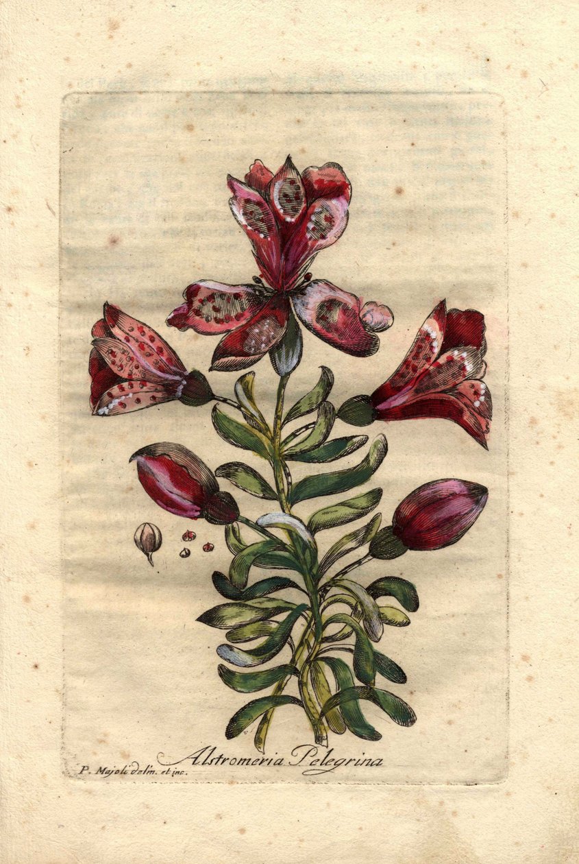 Lys des Incas (Alstromeria pelegrina), natif du Pérou et du Chili. Description des fleurs, feuilles, tige et graines. Eau-forte en couleurs, dessin de P. Maioli (ou Majoli), gravure de Giuseppe Bianchi, publié en 1786, dans Decade of Curious and Elegant de - Unbekannter Künstler