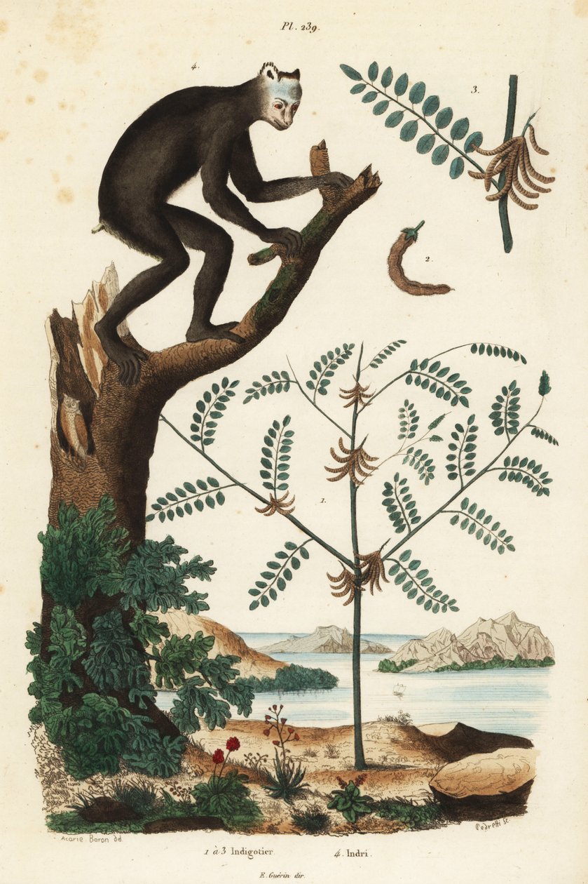 Indigotier, Indigofera atropurpurea 1-3, et indri ou babakoto, Indri indri, lémurien en danger critique 4 - Unbekannt