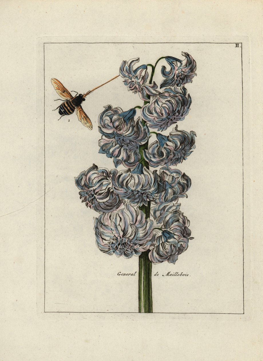 Jacinthe (ou hyacinthe), variété générale par Maillebois, avec une abeille - Lithographie attribuée à Paul Theodor van Brussel (1754-1795), auteur du bouquet de couverture, ou A.Bres., influencé par Nicolas Robert (1614-1685), publiée dans « Nederlandsch B - Unbekannter Künstler