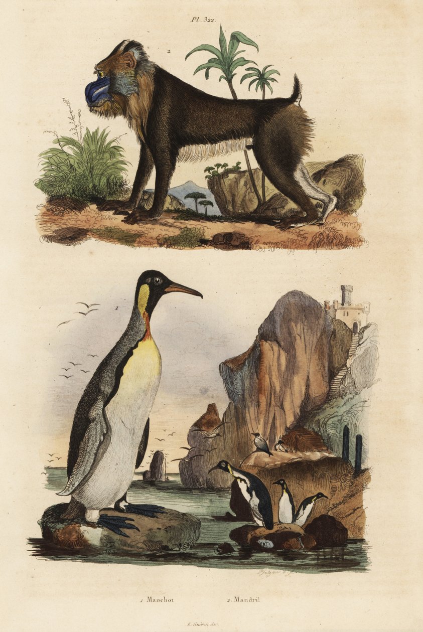 Manchot royal, Aptenodytes patagonicus 1, et mandrill, Mandrillus sphinx, vulnérable, 2 - Unbekannt
