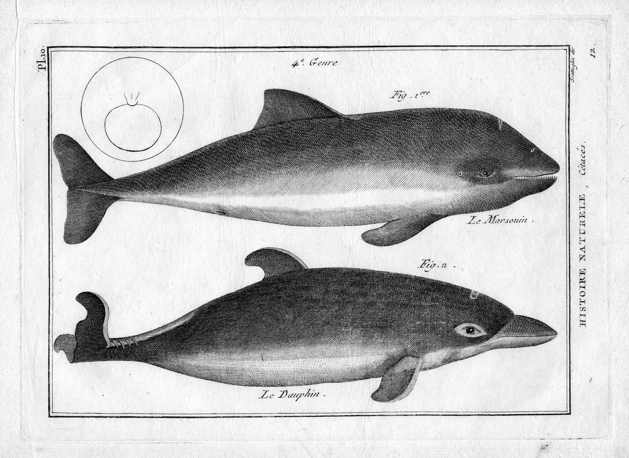 Le marsouin et le dauphin dans « Peinture Encyclopédique et Méthodique des trois Règnes de la Nature » par Pierre Joseph Bonnaterre (1762-1804). Paris 1784. - Unbekannter Künstler
