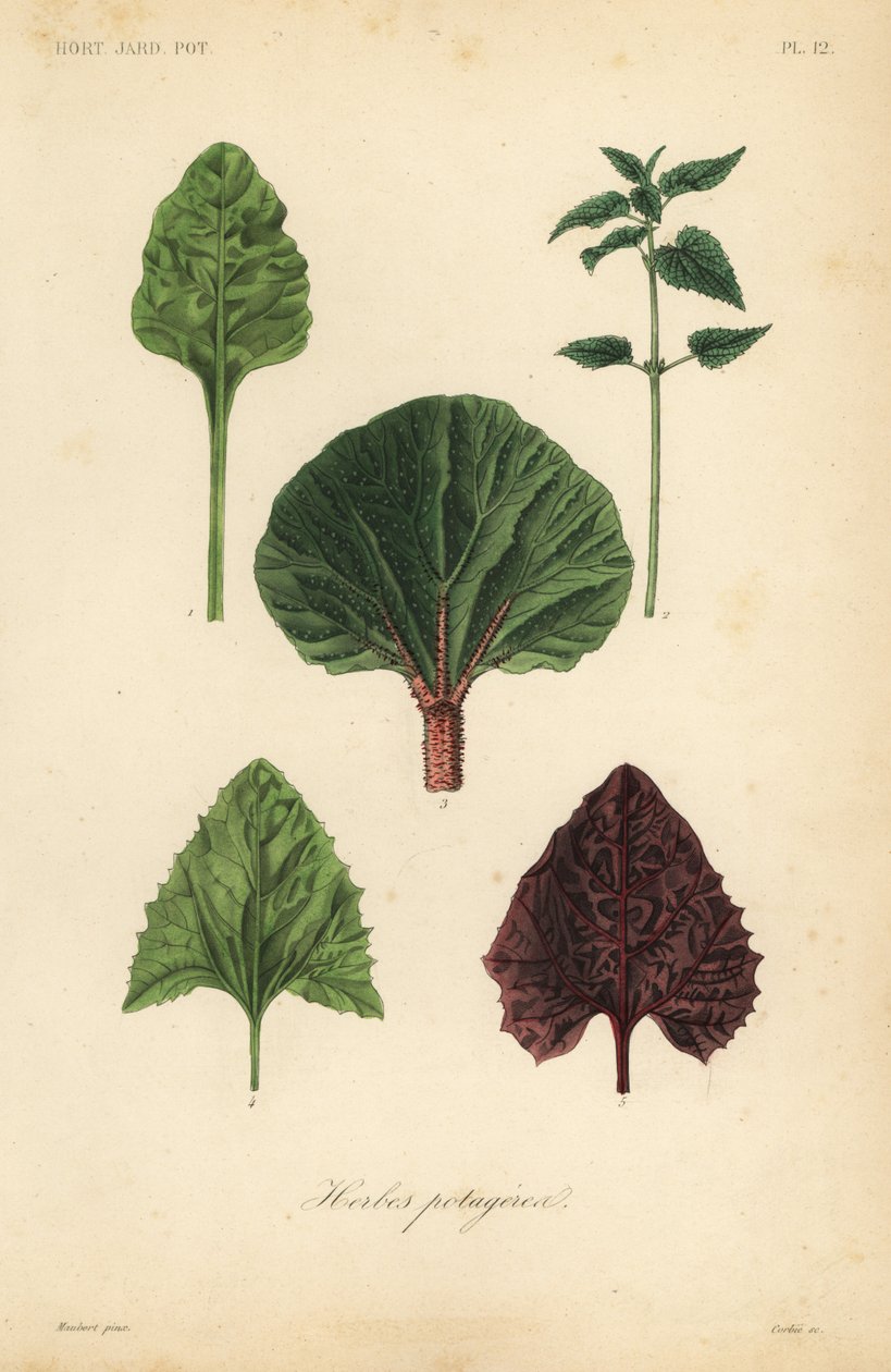 Herbes potagères - Unbekannt