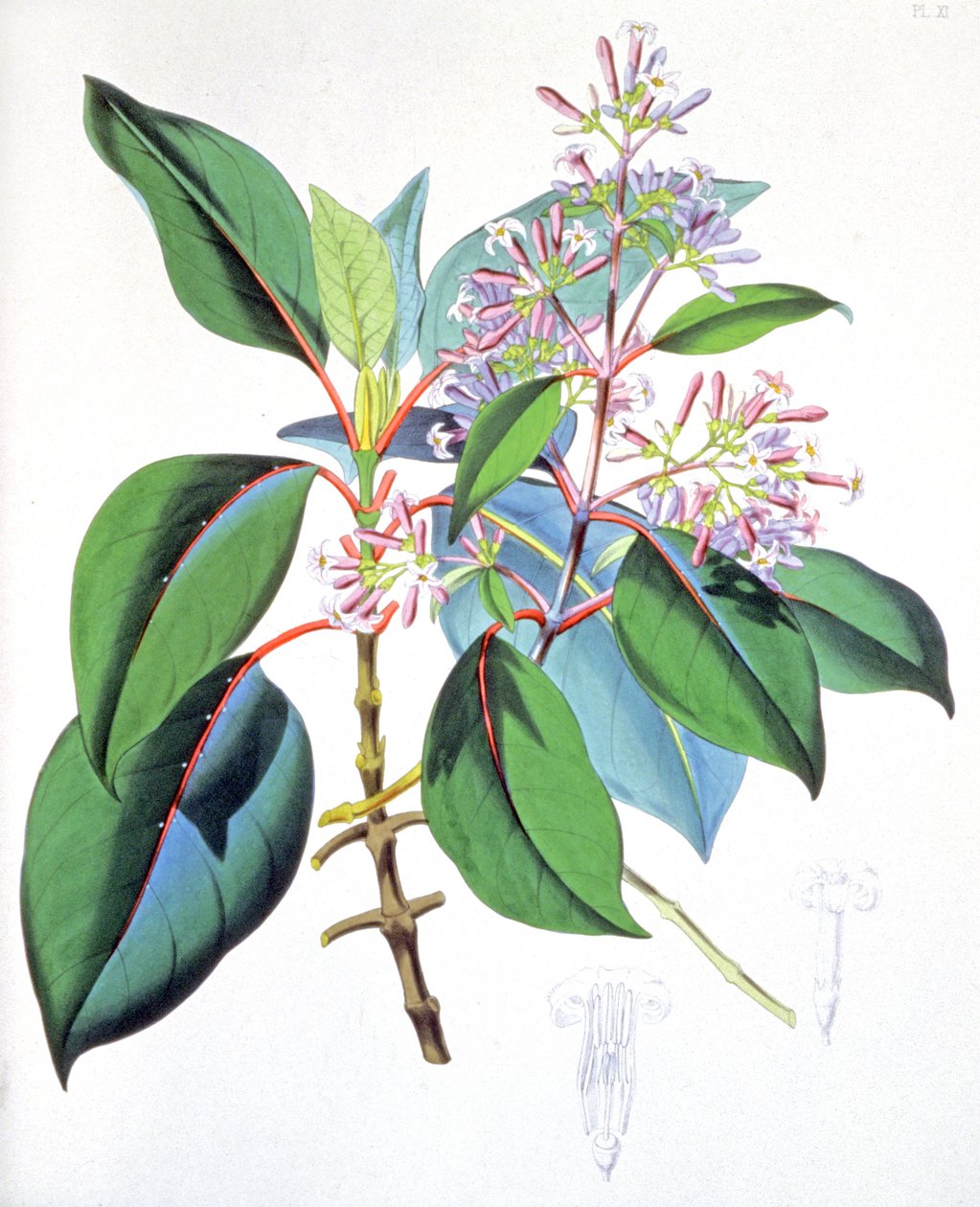 Feuilles et fleurs de l