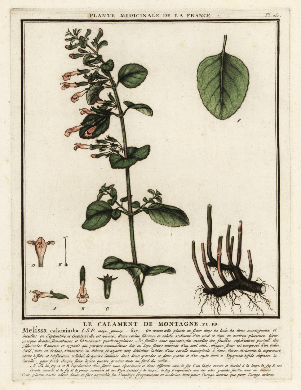 Calament népéta, Clinopodium nepeta - Unbekannter Künstler