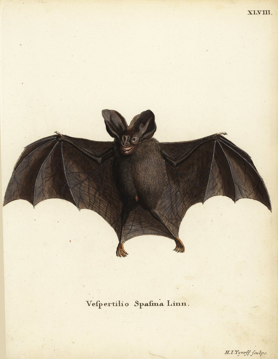 Petite fausse chauve-souris vampire, Megaderma spasma. Vespertilio spasma Linn. Gravure sur cuivre en couleur par Hermann Jakob Tyroff de l