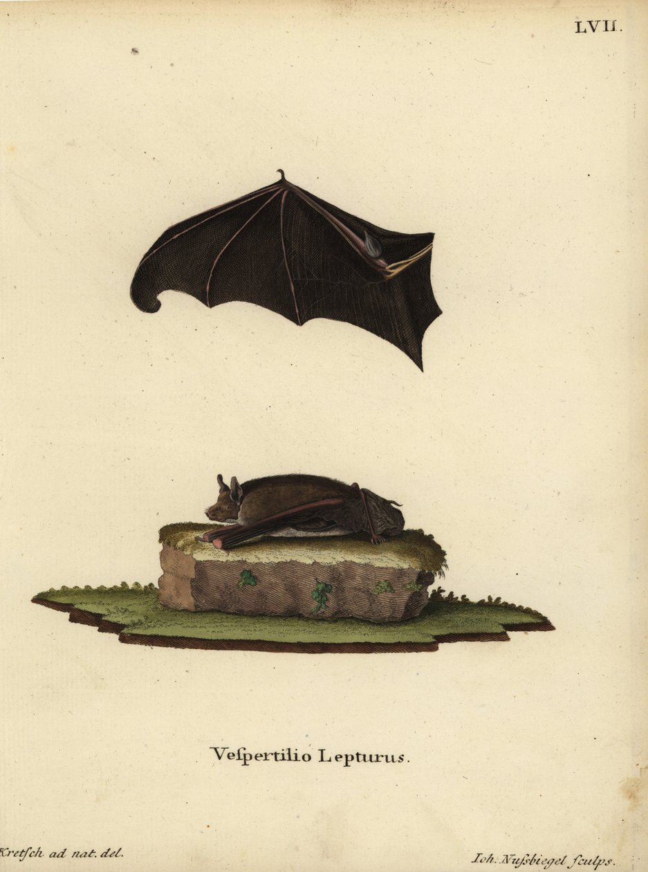 Petite chauve-souris à ailes en sac, Saccopteryx leptura. Vespertilio lepturus. Gravure sur cuivre en couleur par Johann Nussbiegel d