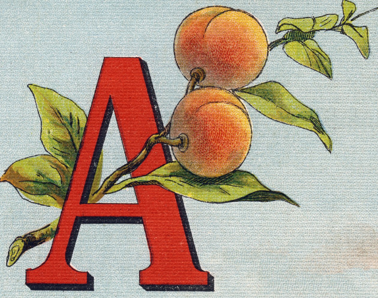 Lettre A : Abricot. Gravure dans "Alphabet de ma petite fille". Bernardin-Béchet et Fils, libraires-éditeurs, Paris, vers 1895. Album incassable sur toile. Bibliothèque des Bébés. - Unbekannt