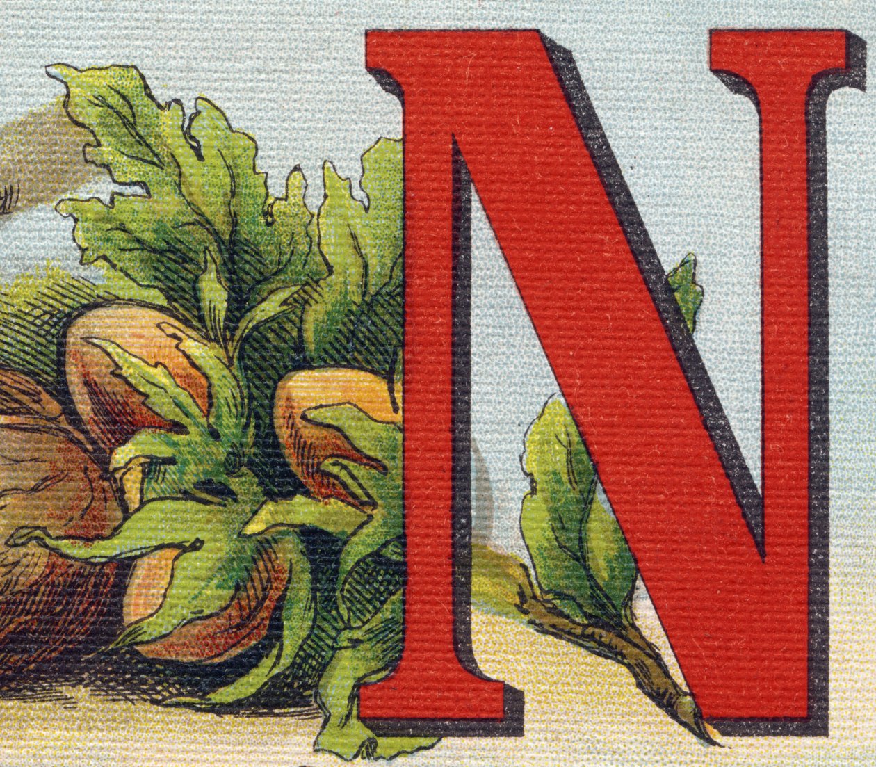 Lettre N : Noisettes. Gravure dans "Alphabet de ma petite fille". Bernardin-Béchet et Fils, libraires-éditeurs, Paris, vers 1895. Album incassable sur toile. Bibliothèque des Bébés. - Unbekannt