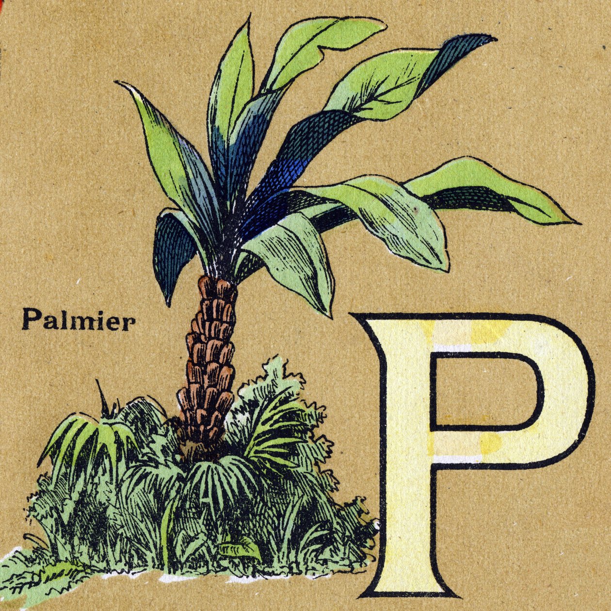 Lettre P comme palmier. Alphabet illustré. Imageries réunies à Jarville-Nancy, début du 20ème siècle. Dim: 40 x 29 cm - Unbekannt