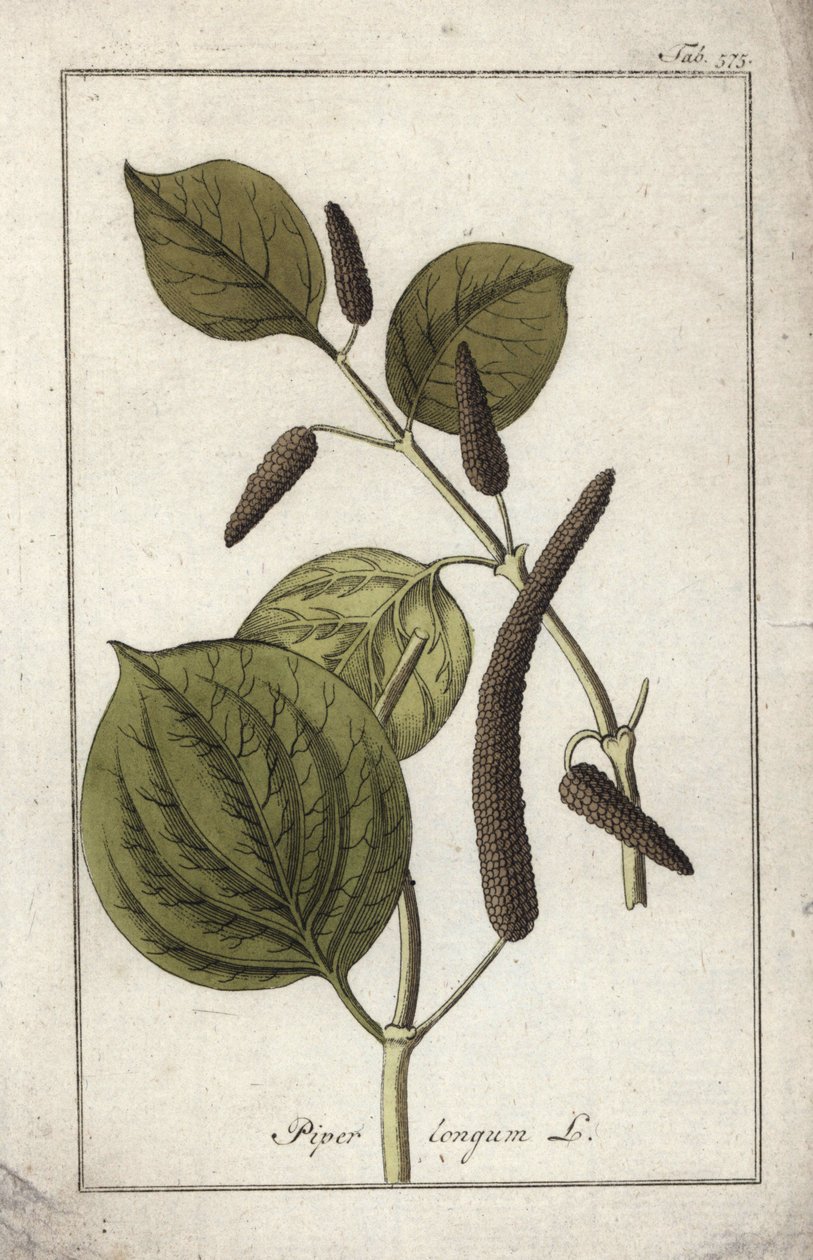 Plat de poivre long (Piper longum) - Unbekannter Künstler