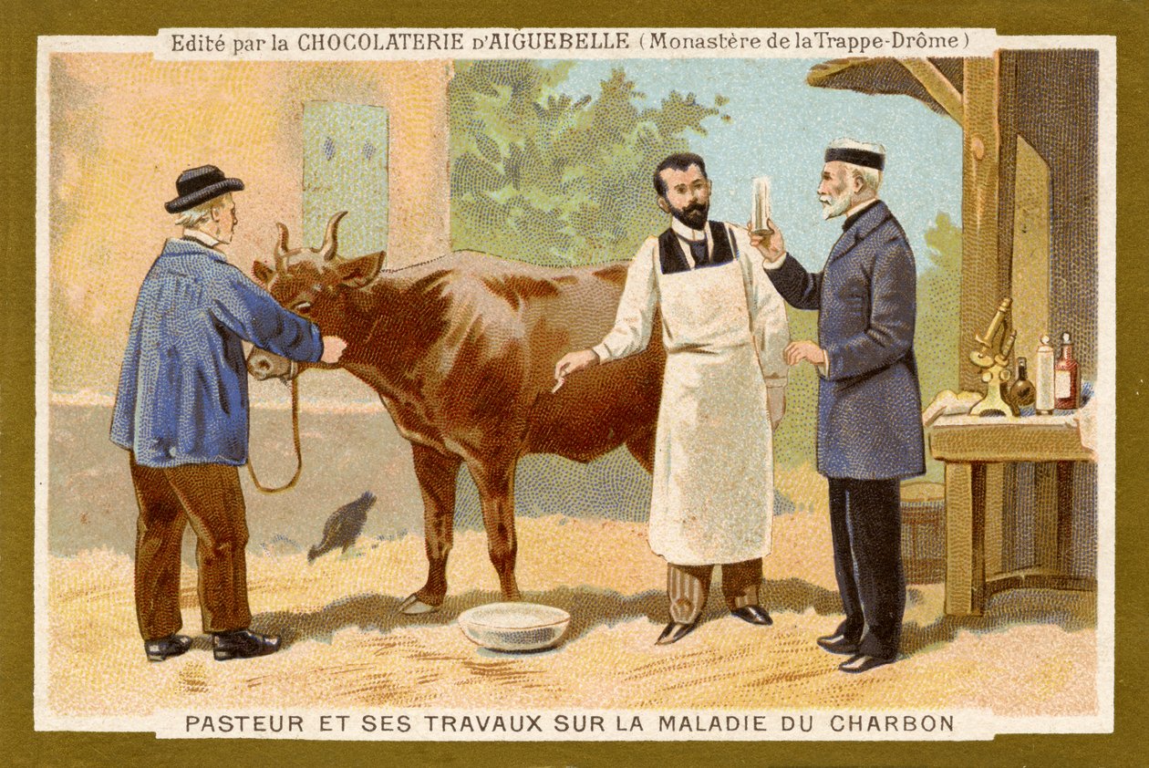 Louis Pasteur travaillant à trouver un remède contre l