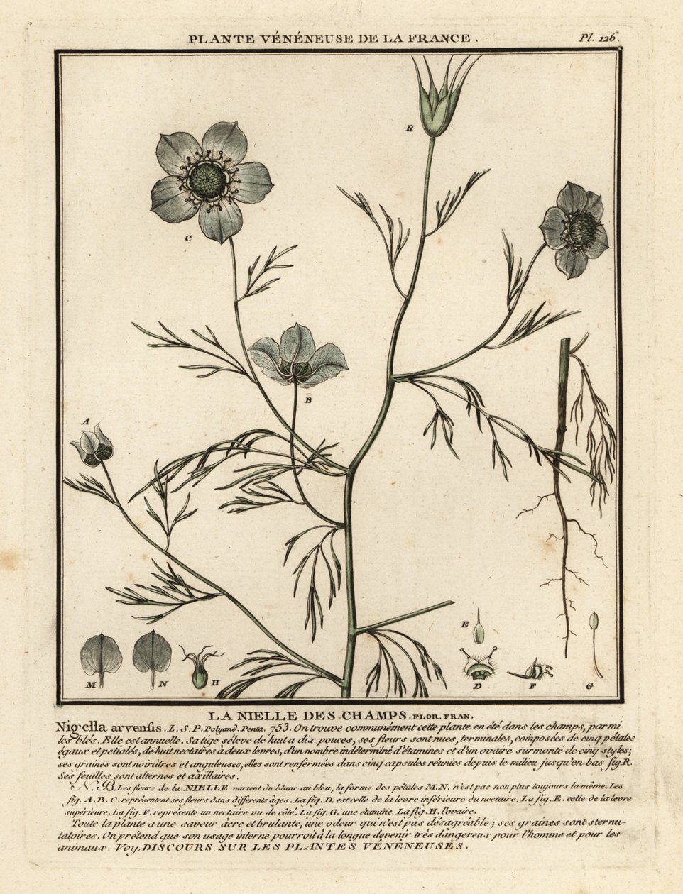 Nigelle des champs, Nigella arvensis - Unbekannter Künstler