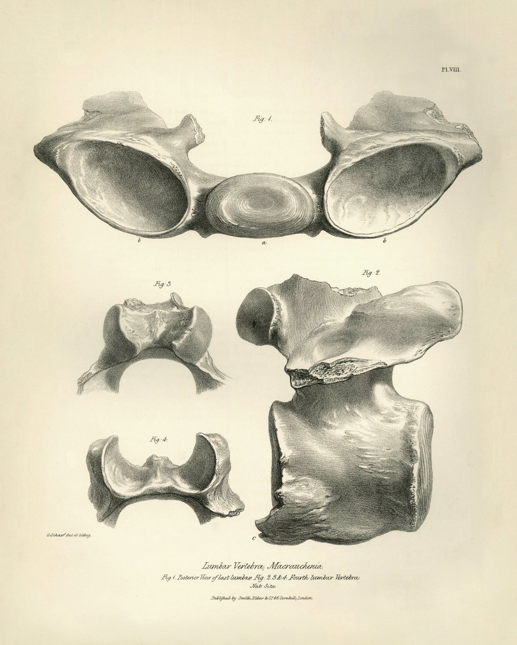 Vertèbre lombaire de Macrauchenia, un animal préhistorique, trouvée par Charles Darwin lors de son voyage d