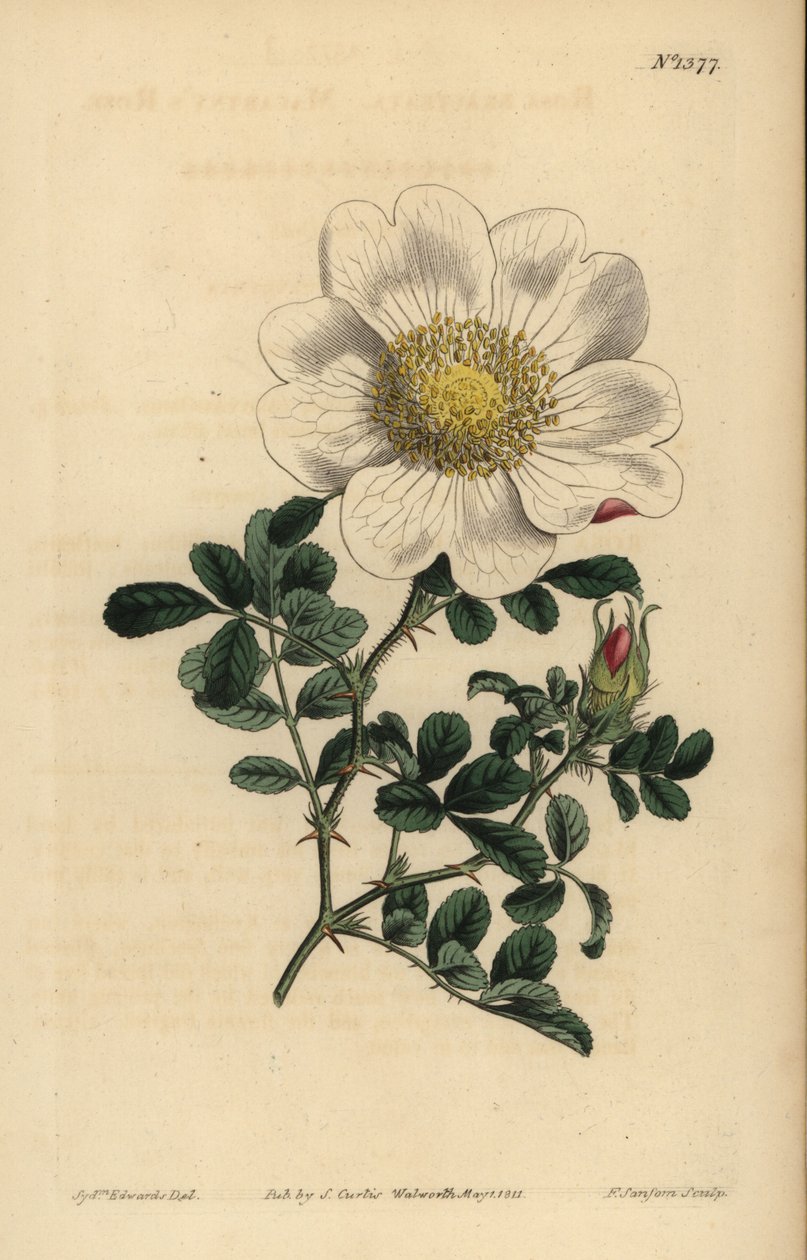 Rose de Macartney, Rosa bracteata - Unbekannt