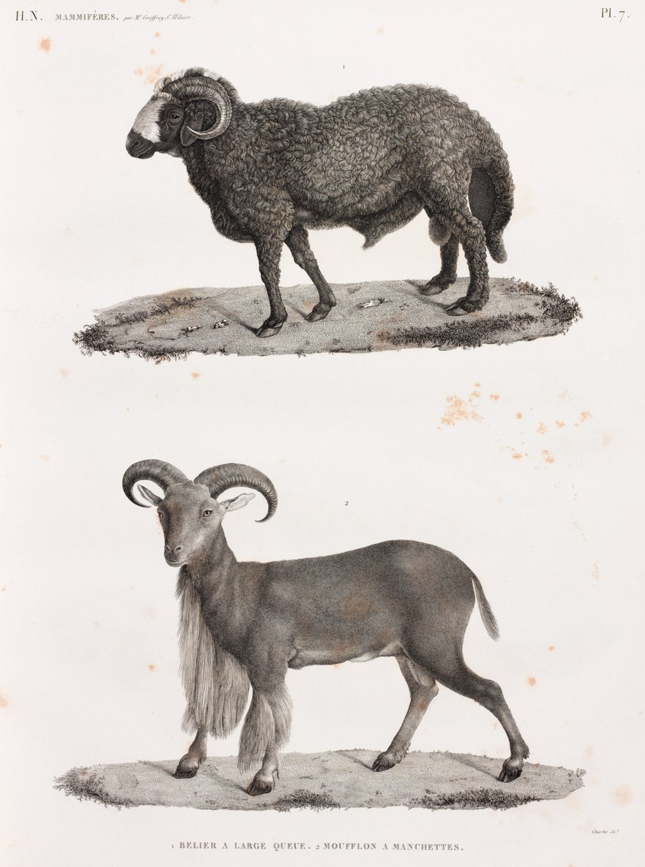 Mammifères : un bélier à grande queue et un mouflon à manchettes - Unbekannt