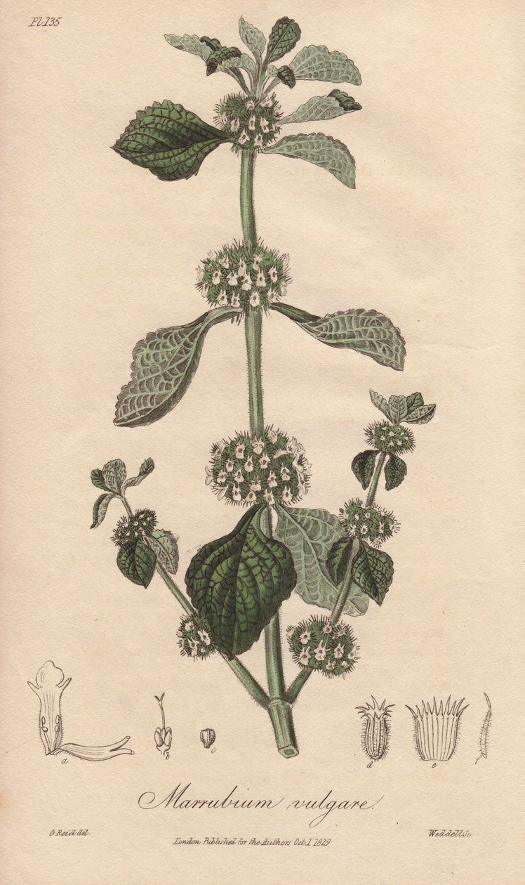 Marrube blanc (Marrubium vulgare) - Illustration de “Botanique médicale, description des plantes médicinales de Londres, Édimbourg et Dublin” par John Stephenson et James Morss Churchill - Unbekannter Künstler