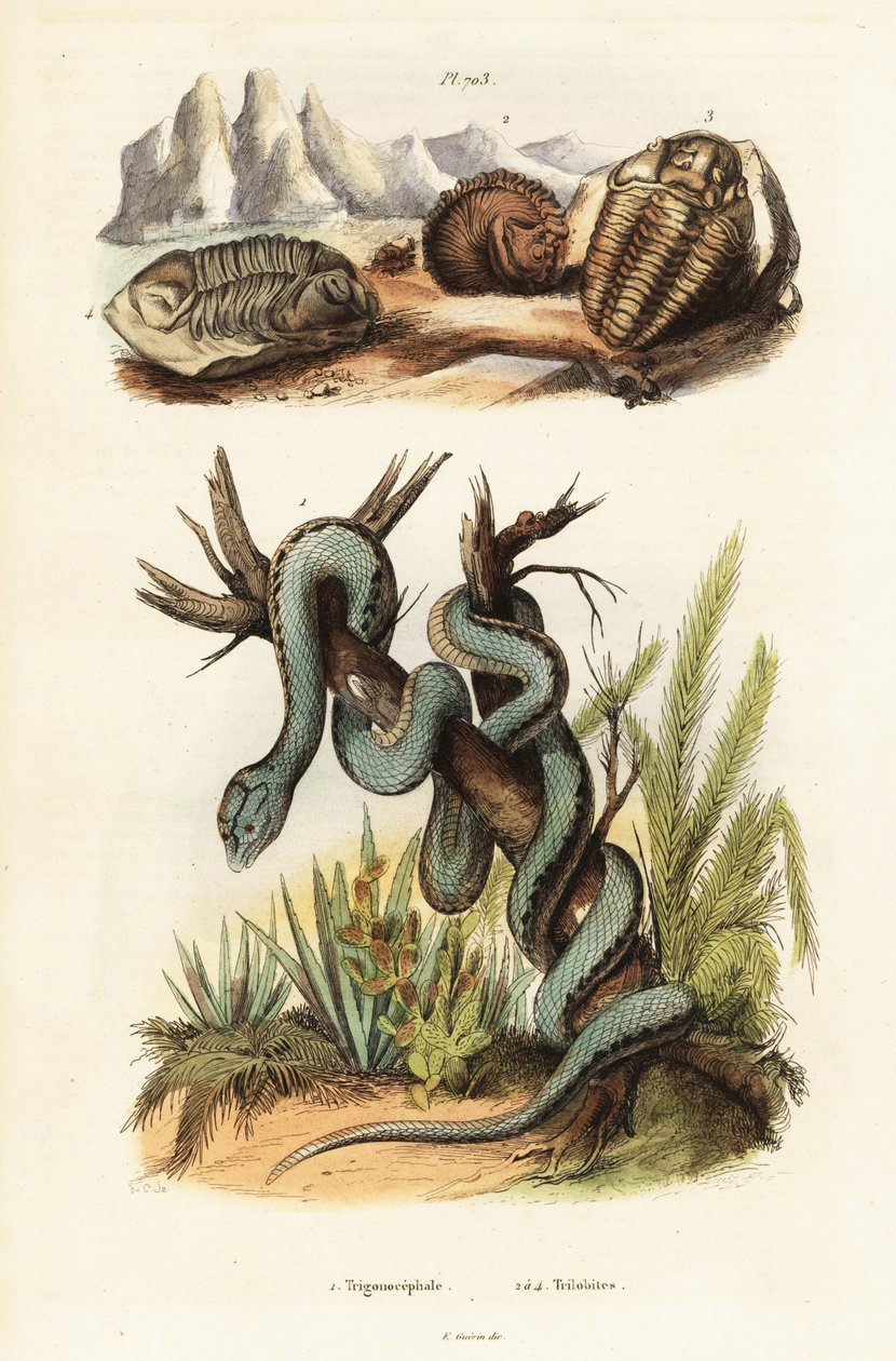 Vipère de Martinique et trilobites éteints - Unbekannter Künstler
