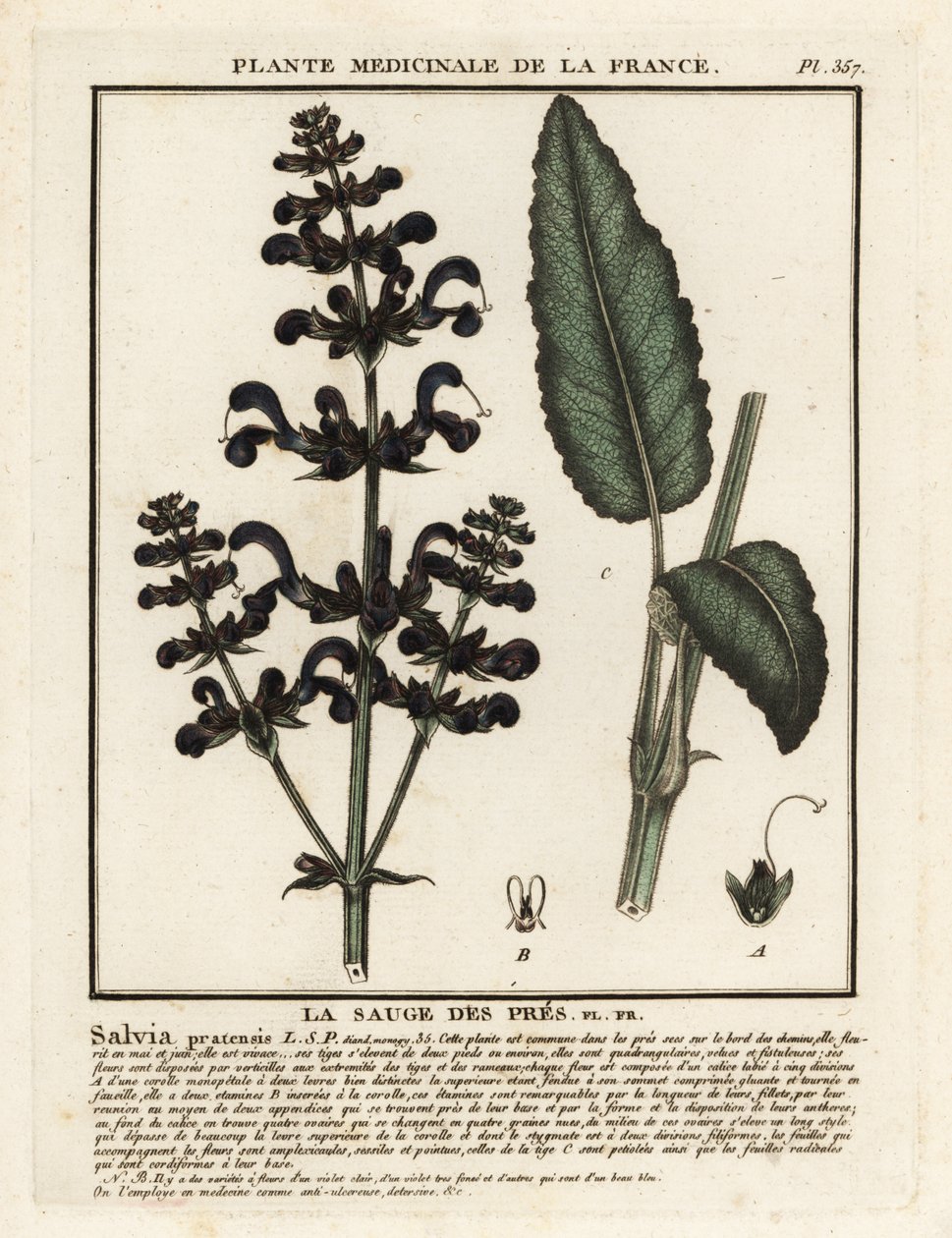 Sauge des prés, Salvia pratensis - Unbekannter Künstler