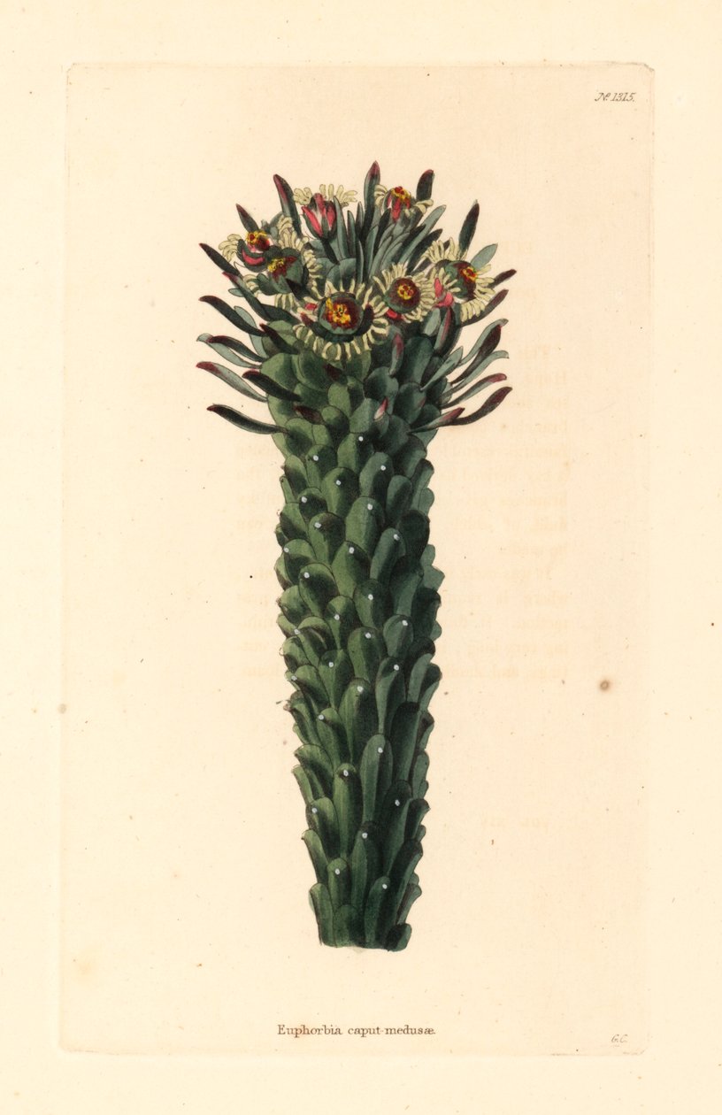 Tête de Méduse, Euphorbia caput-medusae - Unbekannter Künstler