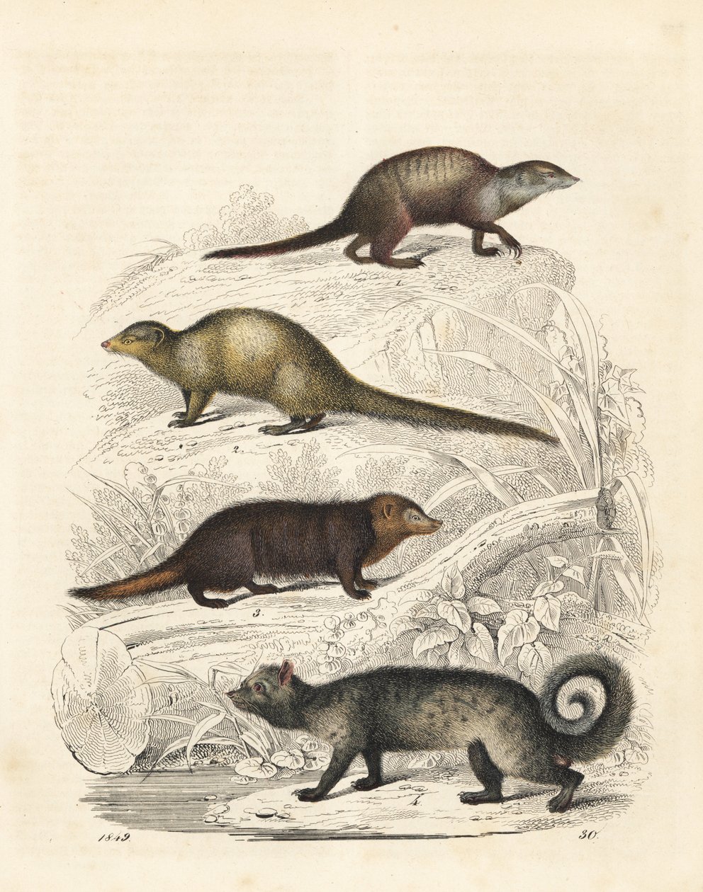Suricate, Suricata suricatta 1, mangouste grise indienne, Herpestes edwardsii 2, kusimanse commun, Crossarchus obscurus 3, et civette palmiste asiatique, Paradoxurus hermaphroditus 4. Lithographie coloriée à la main du "Livre du Monde" de Carl Hoffmann, St - Unbekannter Künstler