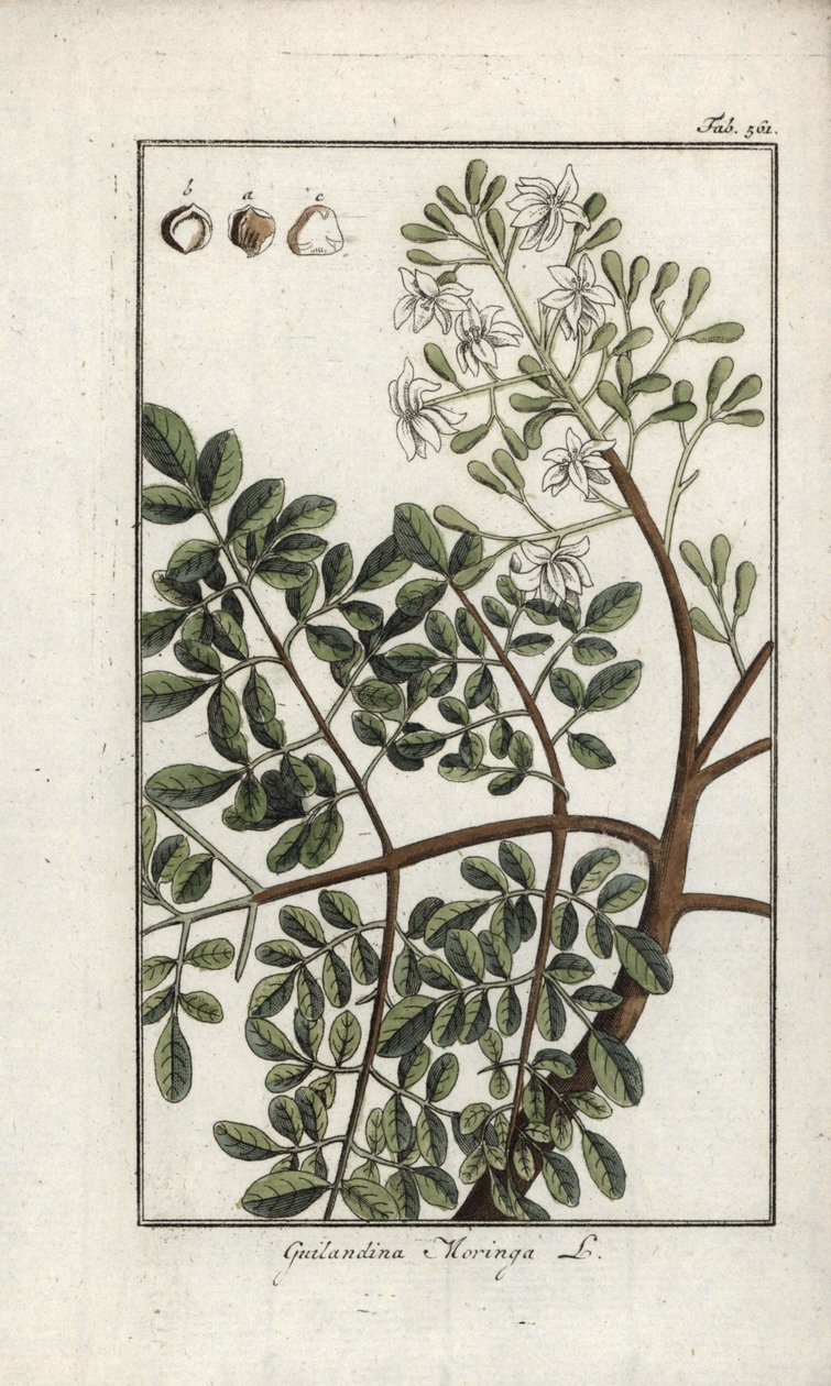 Moringa (Moringa oleifera) - Unbekannter Künstler