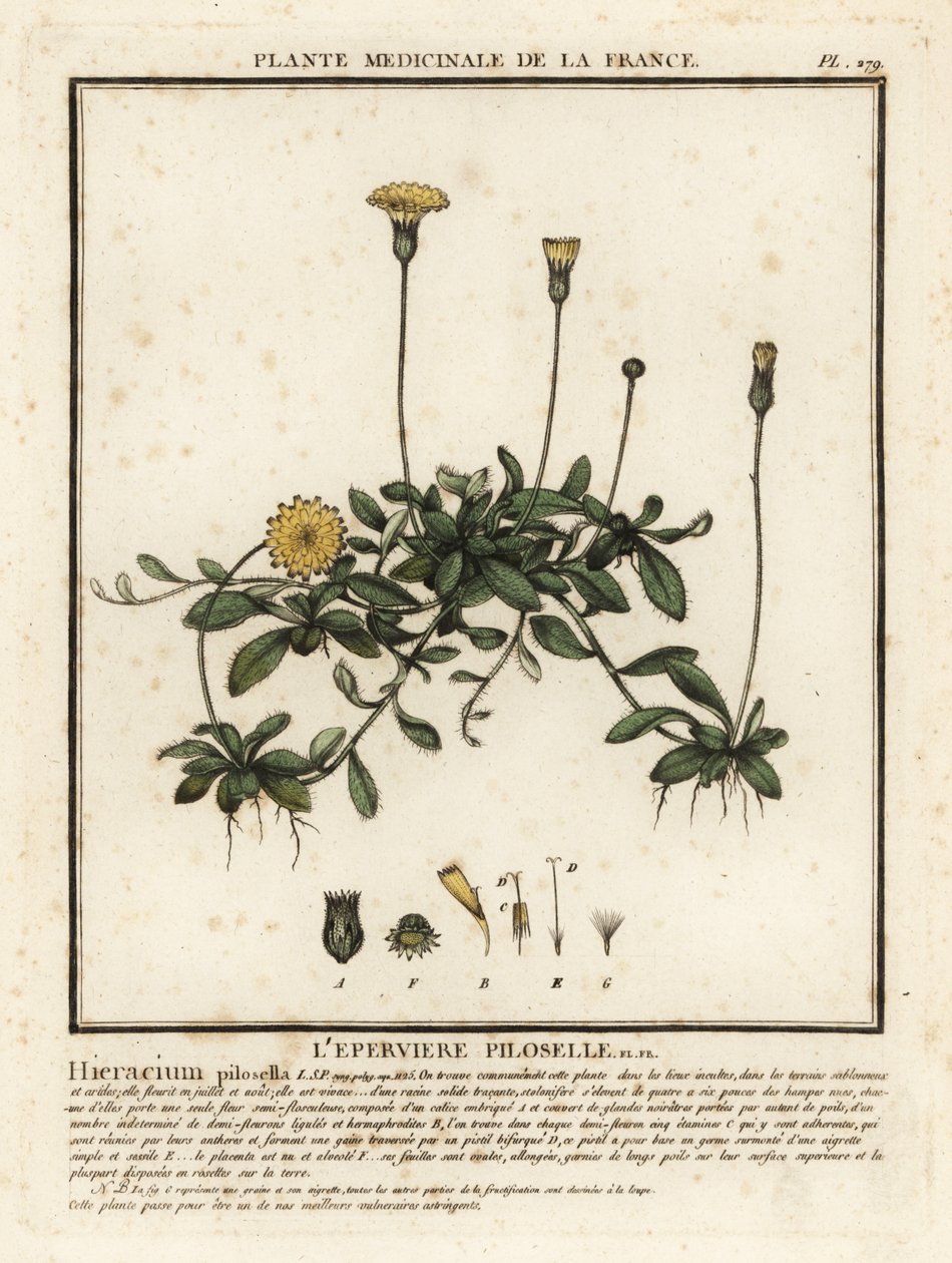 Épervière piloselle, Pilosella officinarum - Unbekannter Künstler