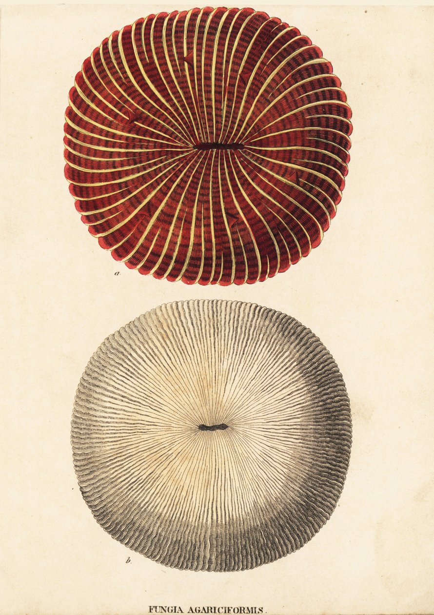 Corail champignon, Fungia fungites. Gravure à l