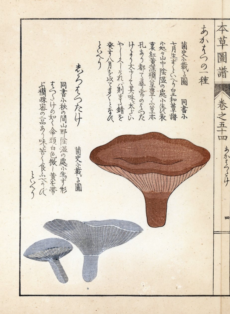 Champignons : akahatsu lacatire et shirohatsudake blanc - Estampe japonaise par Kanen Iwasaki (1786-1842), de "Honzo Zufu", guide illustratif des plantes médicinales - Unbekannter Künstler