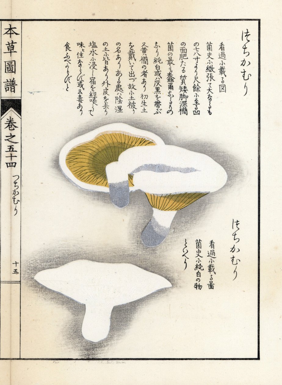Champignons : poivre de lait - Unbekannter Künstler